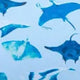 Manta Ray Prints